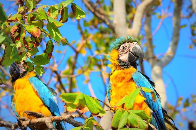 Birdwatching National Aviary Cartagena de Indias - Two Hours Among Colombia’s Birds