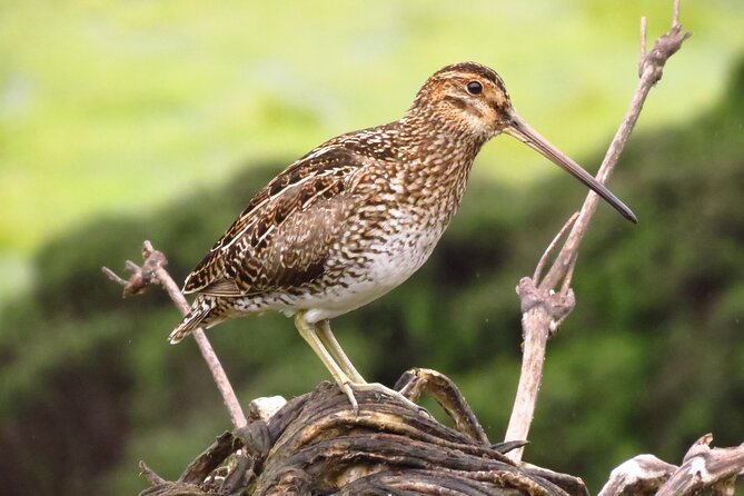 Birdwatching, Nature & photography in Sumapaz National Park - The 5:00 a.m. start from Bogotá