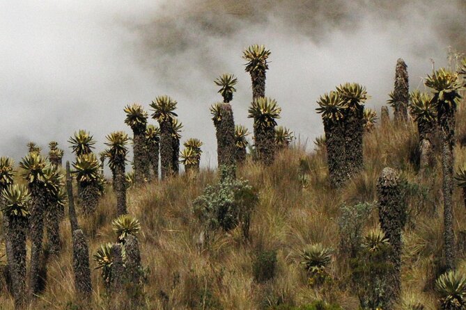 Birdwatching, Nature & photography in Sumapaz National Park - Birding near Laguna Chisaca