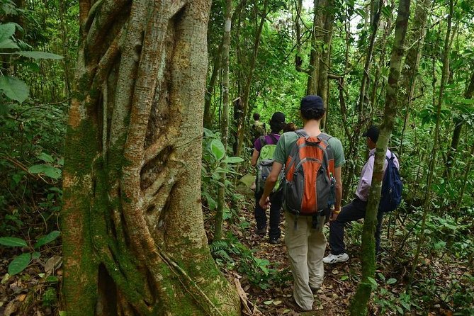 Birdwatching Private Tour at Chicaque Natural Park with Lunch - The Trail, the Views, and the Return Walk