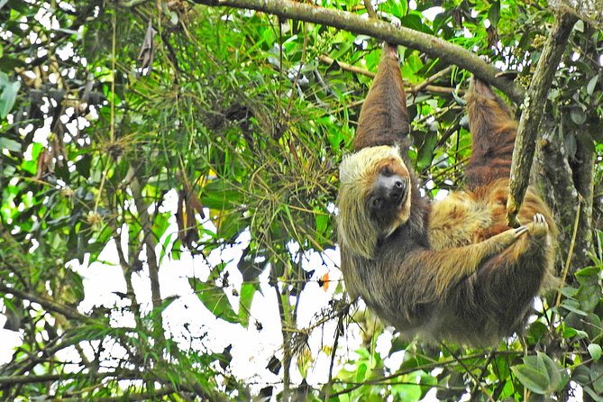 Birdwatching Private Tour at Chicaque Natural Park with Lunch - What the Birdwatching Is Really Like