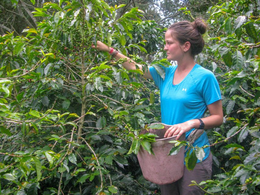 Bogotá: Guided Coffee Tour with Lunch, and Pickup & Drop-Off - Coffee Tasting and Coffee Liquor