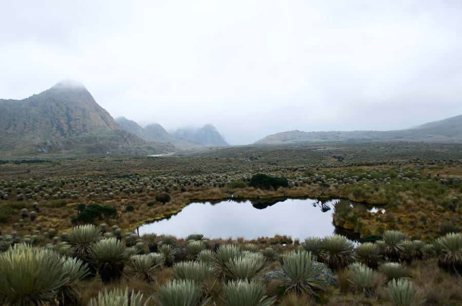 Bogotá: Sumapaz National Park Hike Tour - Walking at 3,500 to 4,000 meters