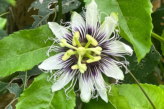 Botanical Garden Cartagena Private Tour with Bilingual Guide - Four things to know before you book