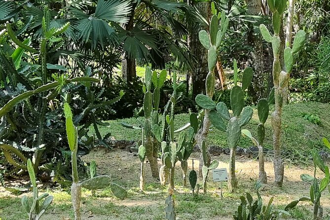 Botanical Garden Cartagena Private Tour with Bilingual Guide - Why this garden makes a good Cartagena side trip