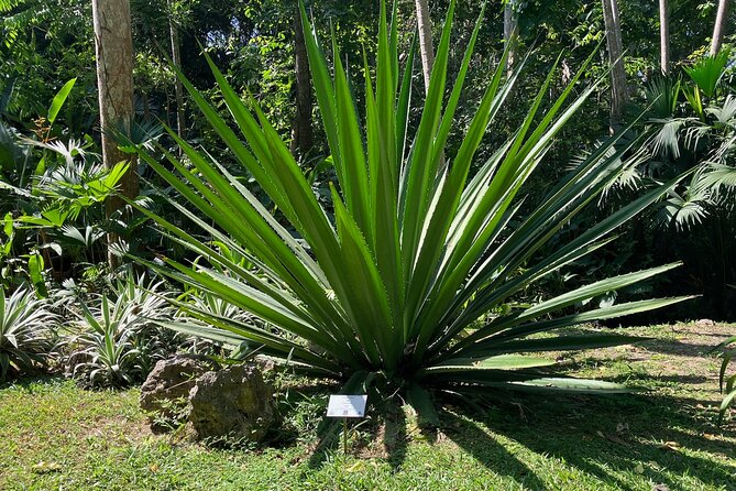 Botanical Garden Cartagena Private Tour with Bilingual Guide - How long the three to five hours really means