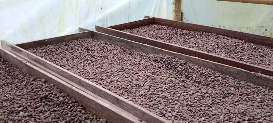 Cacao and Coffee Tour - Key points at a glance