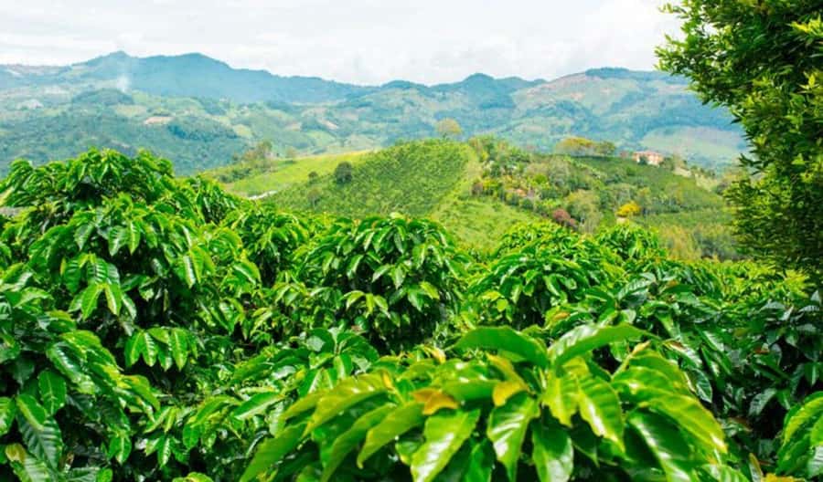 Cacao and Coffee Tour - Walking from Minca into coffee country