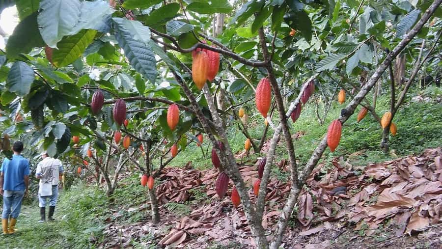 Cacao and Coffee Tour - The walk back to Minca