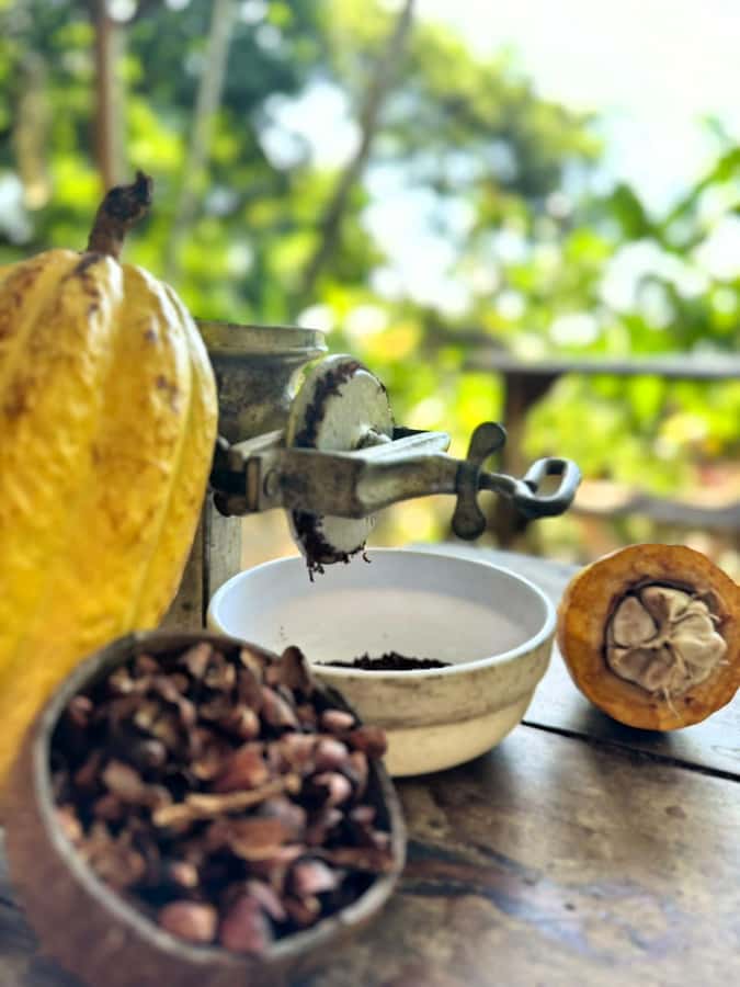 Cacao Experience Tour - The experience in four useful points