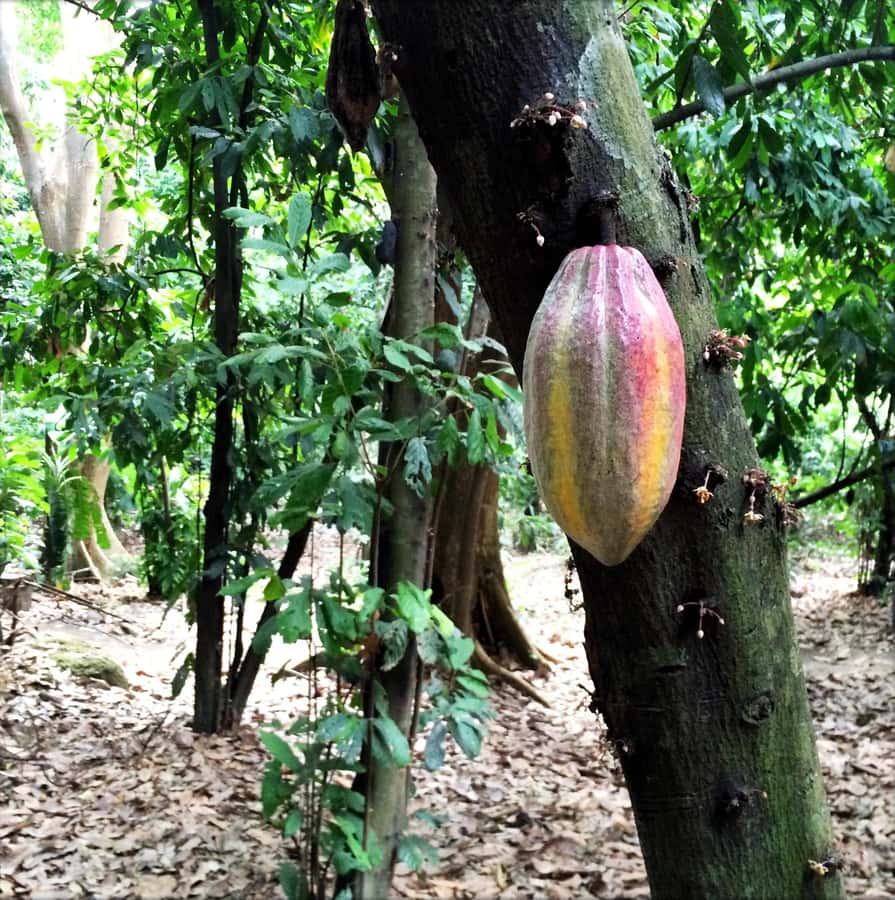 Cacao Experience Tour - Starting at Minca’s quiet church