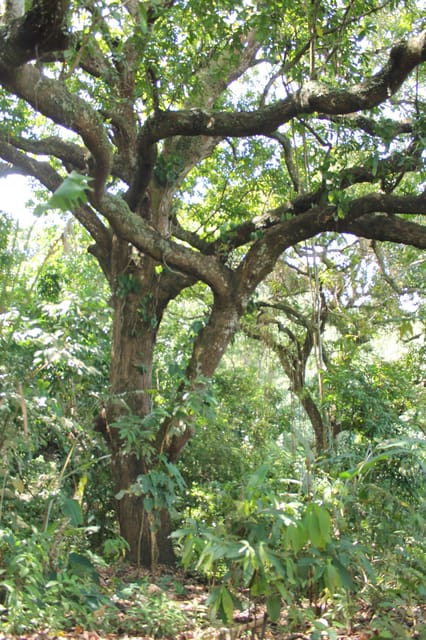Cacao Experience Tour - What the $46 price delivers