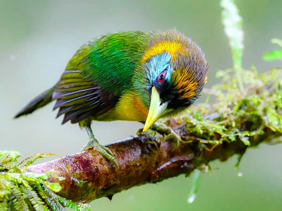 Cali: Bird Watching - The uphill drive into Valle del Cauca