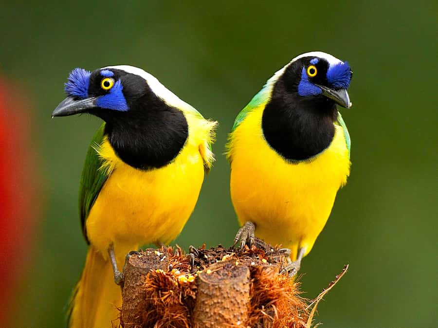 Cali: Bird Watching - Walking the reserve with a bird expert