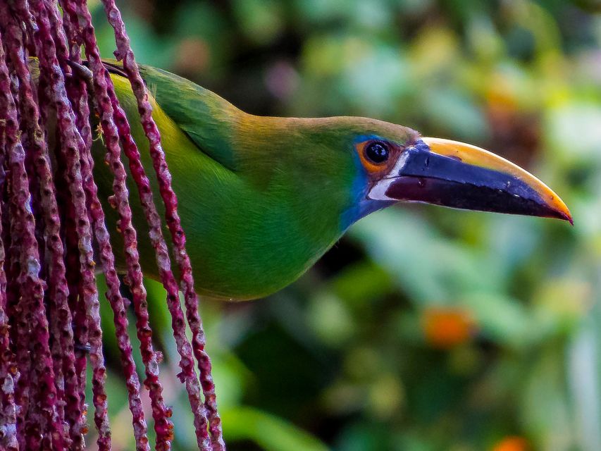 Cali: Bird Watching - What the weather means for your morning