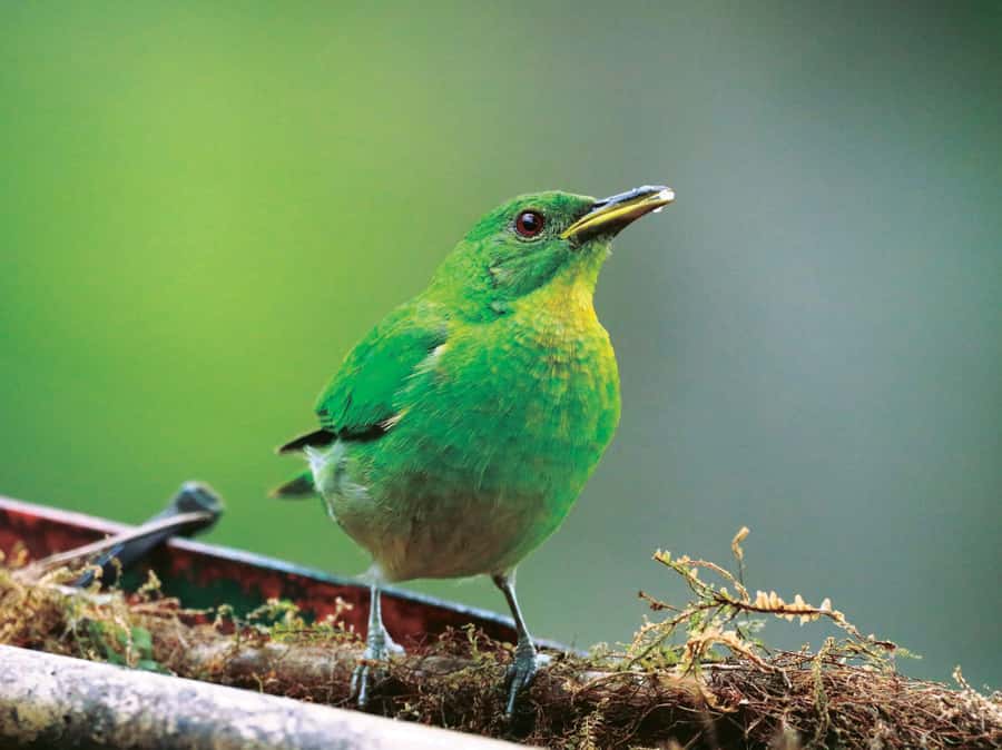 Cali: Bird Watching - Lunch and the human side of the outing