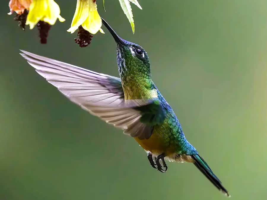Cali: Bird Watching - Who will enjoy this experience most?
