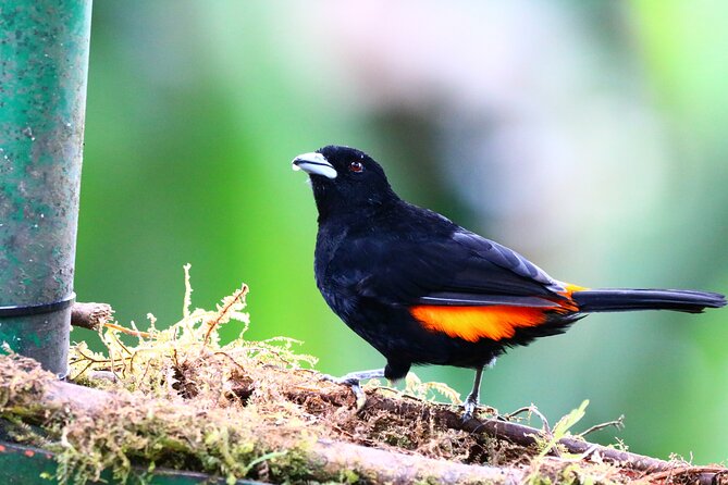 Cali: Bird Watching | Birding in the cloud forest at kilometer 18 - Key points at a glance