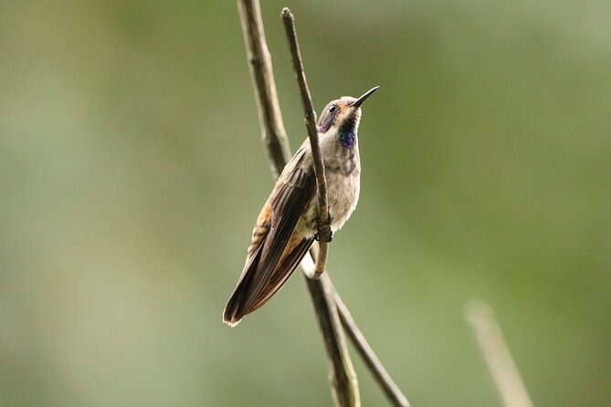 Cali: Bird Watching | Birding in the cloud forest at kilometer 18 - Leaving Cali at 6:00 am
