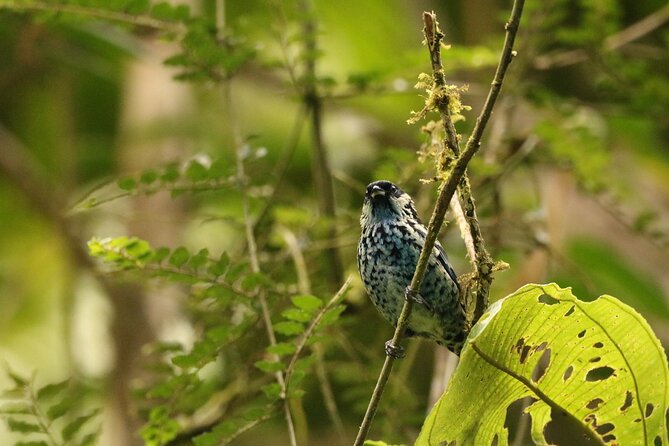 Cali: Bird Watching | Birding in the cloud forest at kilometer 18 - Breakfast with tanagers and hummingbirds