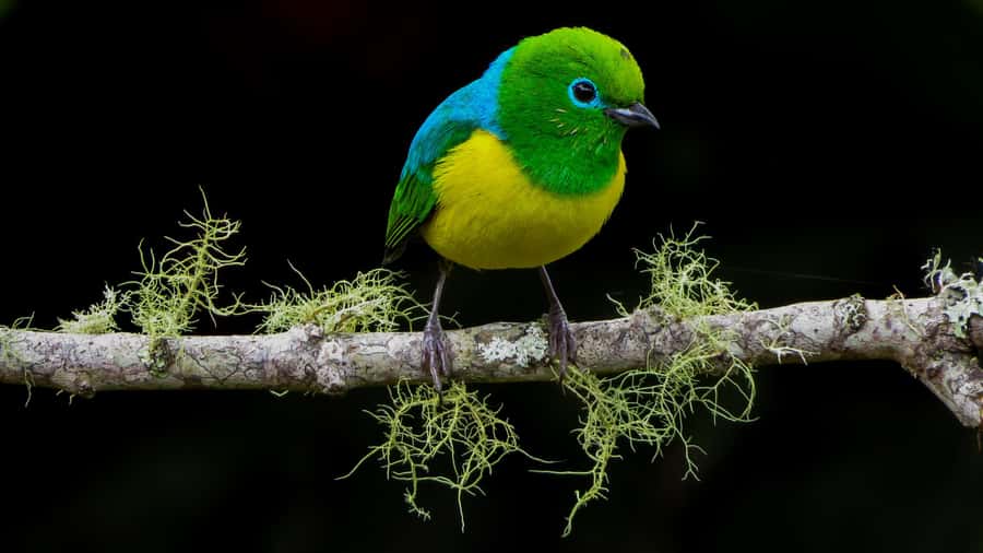Cali: Bird Watching in The San Antonio Fog Forest - Six things to know before you go