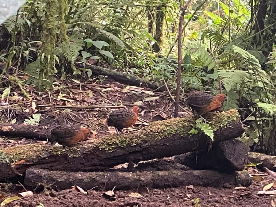 Cali: Bird Watching in The San Antonio Fog Forest - Why the San Antonio Fog Forest is worth the morning