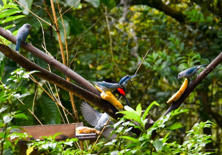 Cali: Bird Watching in The San Antonio Fog Forest - The ride toward the cloud forest