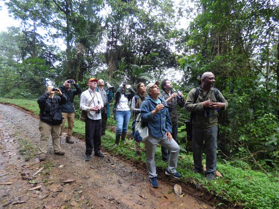Cali: Bird Watching in The San Antonio Fog Forest - Four and a half hours among birds and plants