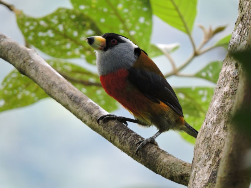 Cali: Bird Watching in The San Antonio Fog Forest - Clothing and comfort in misty conditions