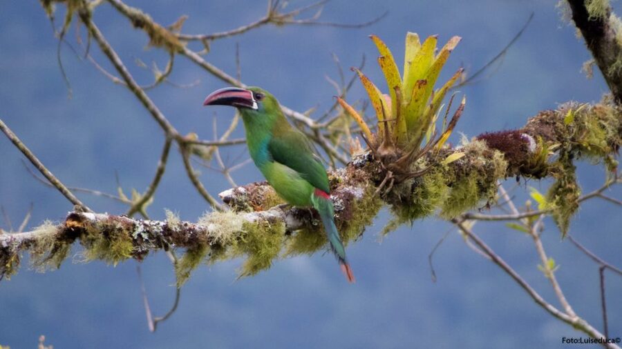 Cali: Bird Watching in The San Antonio Fog Forest - What the $190 price really covers