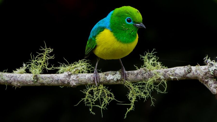 Cali: Bird Watching in The San Antonio Fog Forest - Best months, weather, and expectations