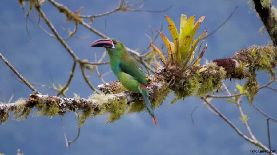 Cali: Bird Watching in The San Antonio Fog Forest - Leaving the Intercontinental Hotel Cali