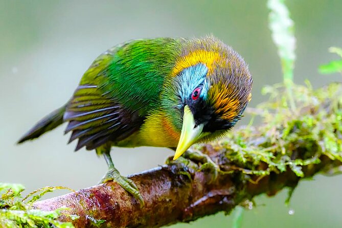 Cali: Birding | Birds of the Cali River - Bird Watching - Key details at a glance