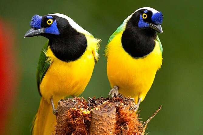 Cali: Birding | Birds of the Cali River - Bird Watching - A gentle urban route with the river at its center