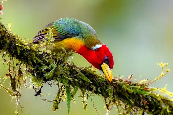 Cali: Birding | Birds of the Cali River - Bird Watching - Carolina’s role in making the birds easier to understand