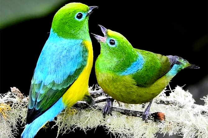 Cali: Birding | Birds of the Cali River - Bird Watching - What three hours feels like on this tour