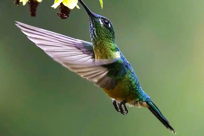 Cali: Birding | Birds of the Cali River - Bird Watching - What to wear and carry for the river walk