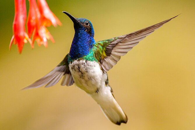 Cali: Birding | Birds of the Cali River - Bird Watching - The value of the $63 price