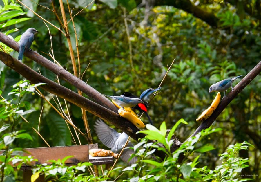 Cali: Birdwatching in la Cumbre - The 5 a.m. meeting at Hotel InterContinental Cali