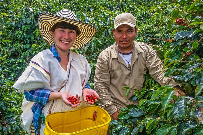 Cali: Coffee Tour - Discover the secrets of 100% Colombian coffee - Key things to know before you book