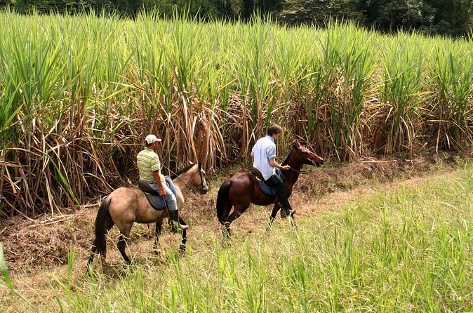 Cali: Horseback riding through beautiful landscapes and mountains - Guide service and the human touch
