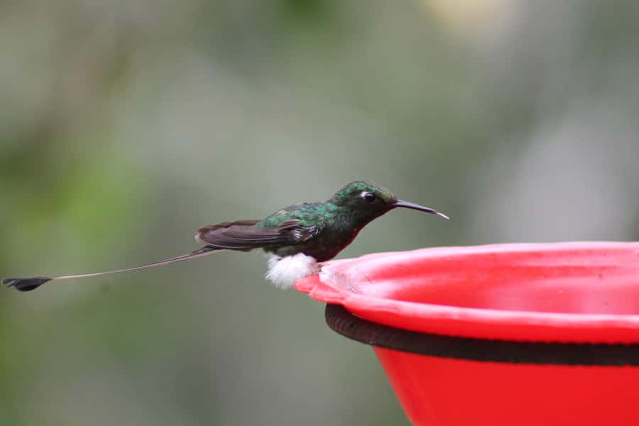 Cali: Hummingbird Watching & Photography Tour - Arriving at Finca Alejandría