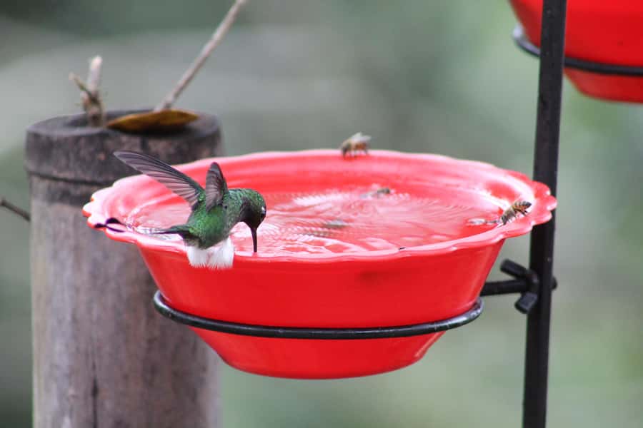 Cali: Hummingbird Watching & Photography Tour - Photography without a long hike