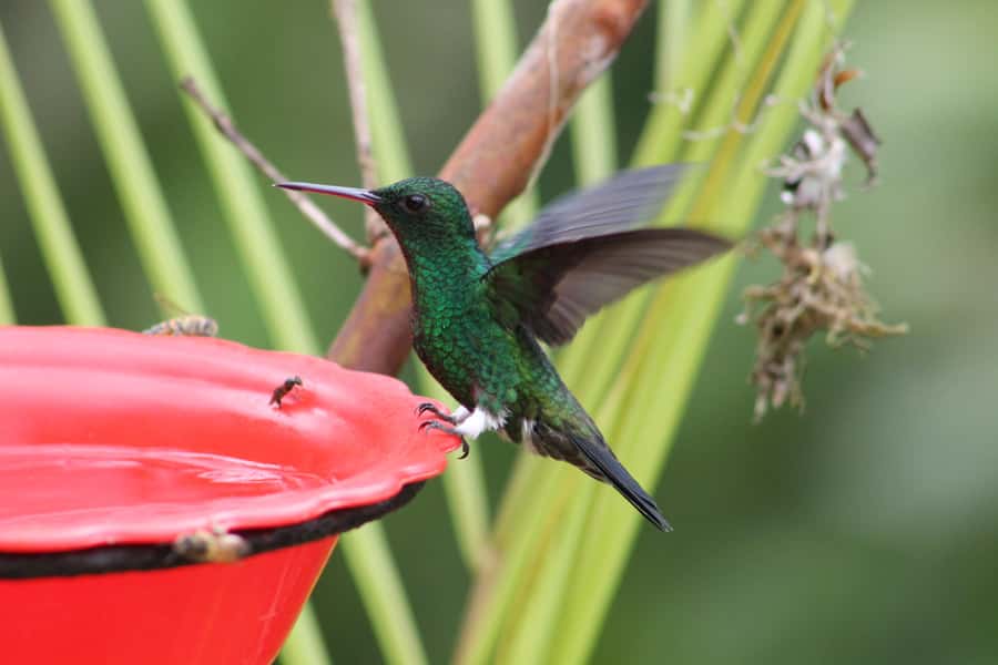 Cali: Hummingbird Watching & Photography Tour - A cool and rainy change from Cali