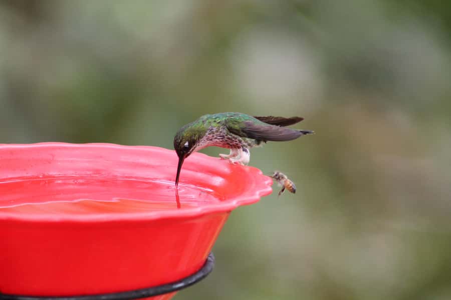 Cali: Hummingbird Watching & Photography Tour - The return ride and a taste of Colombia