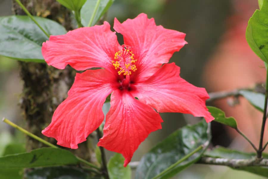 Cali: Hummingbird Watching & Photography Tour - The one-hour ride from Cali into the mountains