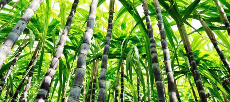 Cali: Sugar Cane Farm and El Paraiso Hacienda Day Trip - Walking through the estate and its natural grounds
