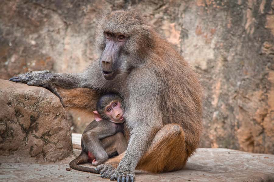 Cali Zoo Access Ticket - What the Cali Zoo experience is really about