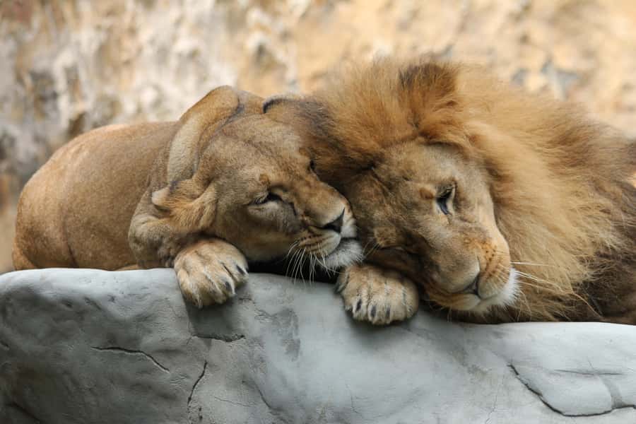 Cali Zoo Access Ticket - More than 2,500 animals, with care behind the scenes