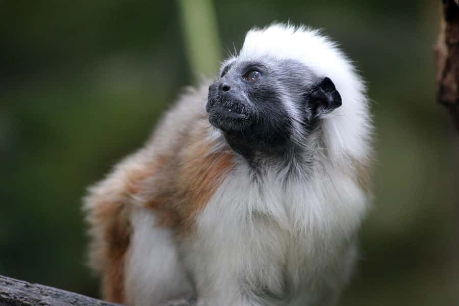Cali Zoo Access Ticket - Who will enjoy the Cali Zoo most?